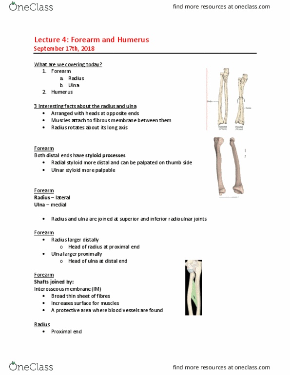 MEDRADSC 2D03 Lecture Notes - Lecture 4: Interosseous Membrane, Temporal Styloid Process, Humerus thumbnail