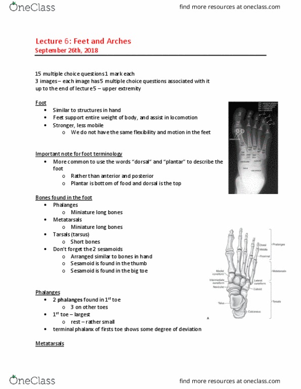 MEDRADSC 2D03 Lecture Notes - Lecture 6: Sesamoid Bone, Metatarsal Bones, Anatomical Terms Of Location thumbnail