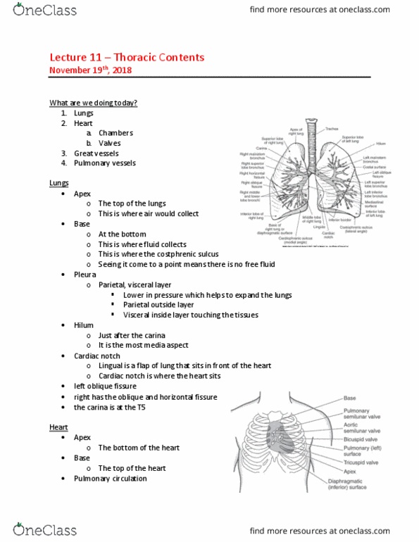 MEDRADSC 2D03 Lecture Notes - Lecture 11: Lung, Pulmonary Circulation, Great Vessels thumbnail
