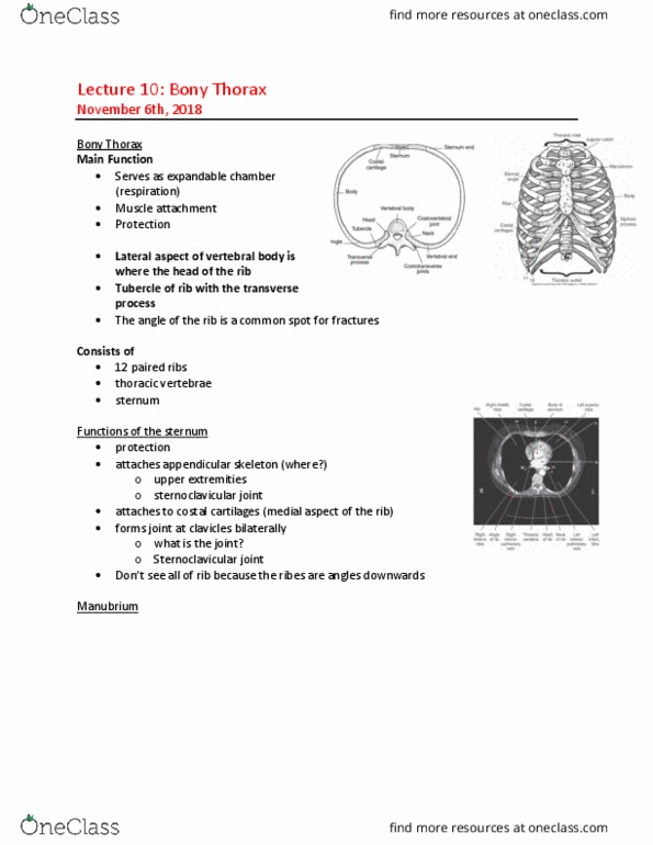 MEDRADSC 2D03 Lecture Notes - Lecture 10: Sternoclavicular Joint, Costal Cartilage, Appendicular Skeleton thumbnail