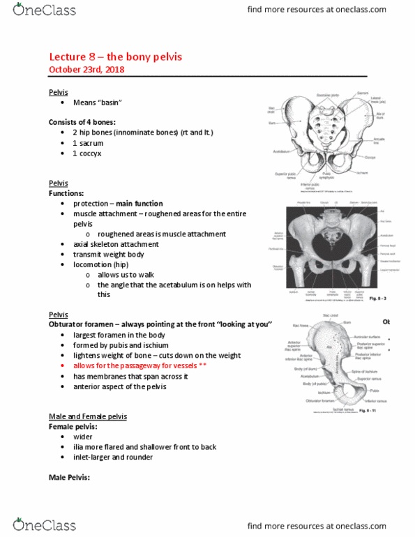 MEDRADSC 2D03 Lecture Notes - Lecture 8: Obturator Foramen, Hip Bone, Axial Skeleton thumbnail