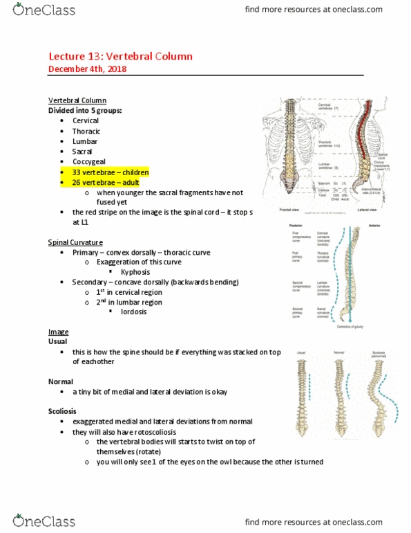 MEDRADSC 2D03 Lecture Notes - Lecture 14: Cervical Vertebrae, Thoracic Vertebrae, Spinal Cord thumbnail