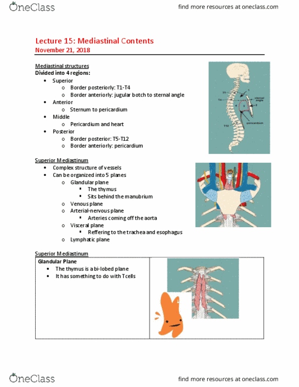 MEDRADSC 2D03 Lecture Notes - Lecture 15: Sternal Angle, Pericardium, Mediastinum thumbnail