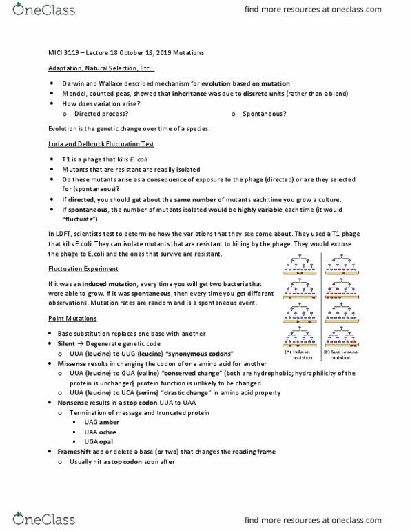 MICI 3119 Lecture Notes - Lecture 18: Missense Mutation, Leucine, Mutation Rate thumbnail