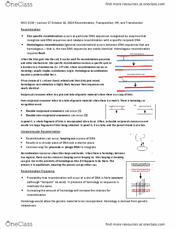 MICI 3119 Lecture Notes - Lecture 17: Homologous Recombination, Reca, Hfr Cell thumbnail