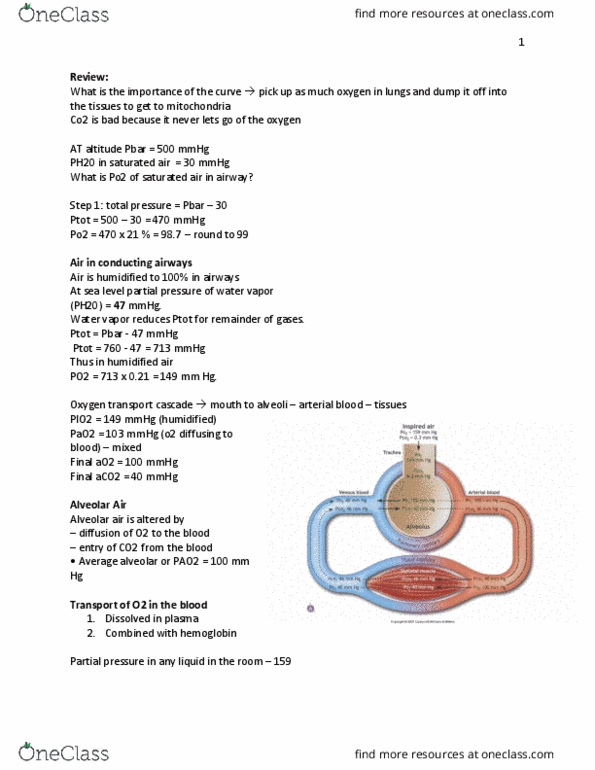 KIN 3470 Lecture Notes - Lecture 19: Cardiac Muscle, Water Vapor, Globular Protein thumbnail