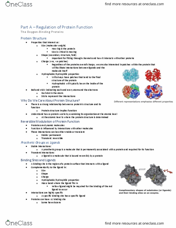 BIOC 3560 Lecture Notes - Lecture 1: Binding Protein, Protein Structure, Cooperative Binding thumbnail