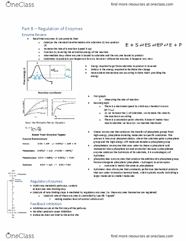 BIOC 3560 Lecture Notes - Lecture 2: Phosphorylase Kinase, Phosphate, Ester thumbnail