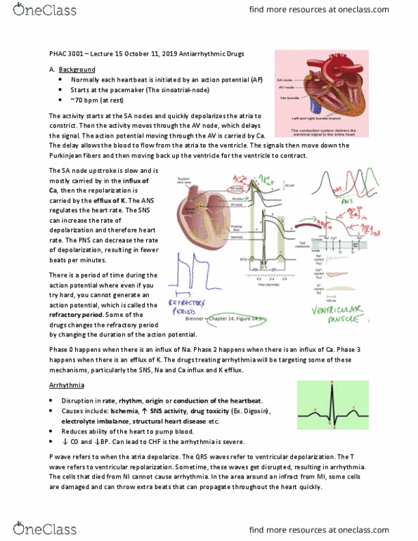 PHAC 3001 Lecture Notes - Lecture 15: The Heart Beats, Atrioventricular Node, Bradycardia thumbnail