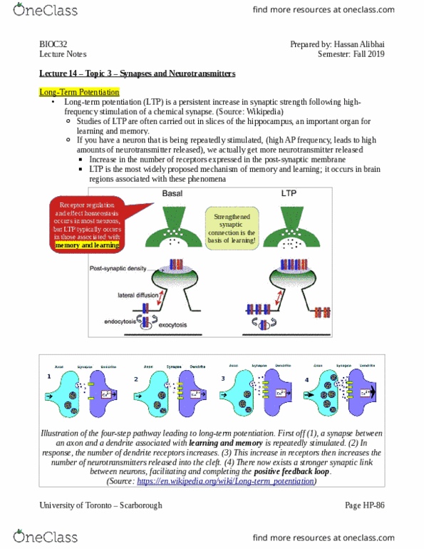 BIOC32H3 Lecture Notes - Lecture 14: Neurotransmitter Receptor, Neurotransmitter, Homeostasis thumbnail