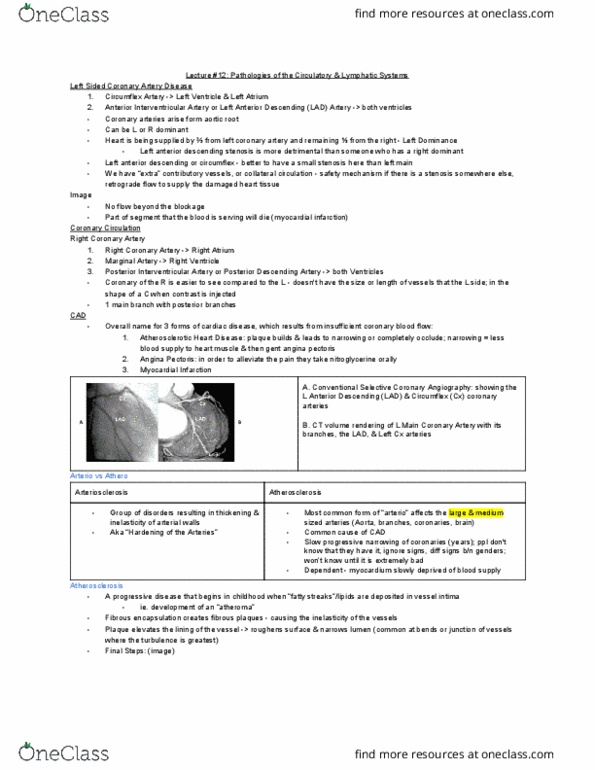 MEDRADSC 3J03 Lecture Notes - Lecture 12: Coronary Artery Disease, Angina Pectoris, Coronary Circulation thumbnail