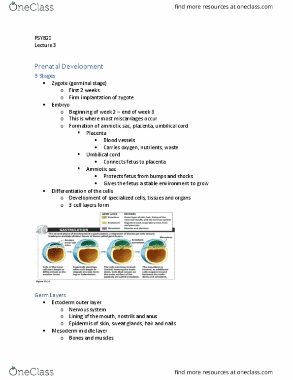 PSYB20H3 Lecture Notes - Lecture 3: Amniotic Sac, Umbilical Cord, Prenatal Development thumbnail
