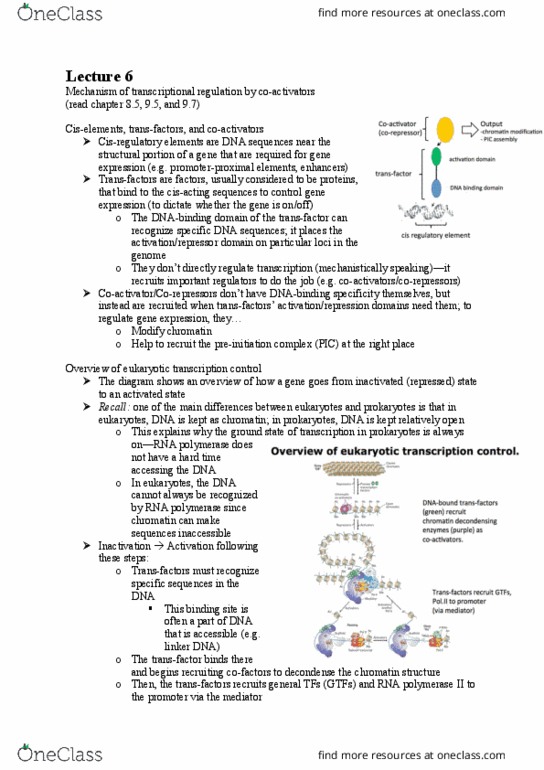 BIOL 300 Lecture Notes - Lecture 6: Transcription Preinitiation Complex, Chromatin, Repressor thumbnail