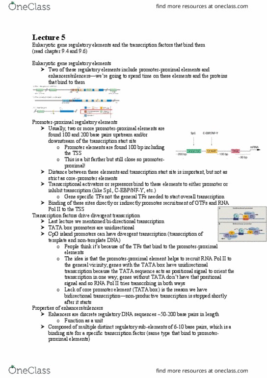 BIOL 300 Lecture Notes - Lecture 5: Tata Box, Regulatory Sequence, Cpg Site thumbnail