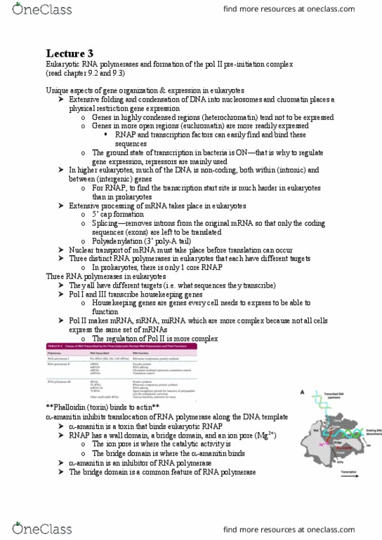 BIOL 300 Lecture Notes - Lecture 3: Rna Polymerase Ii, Transcription Preinitiation Complex, Phalloidin thumbnail