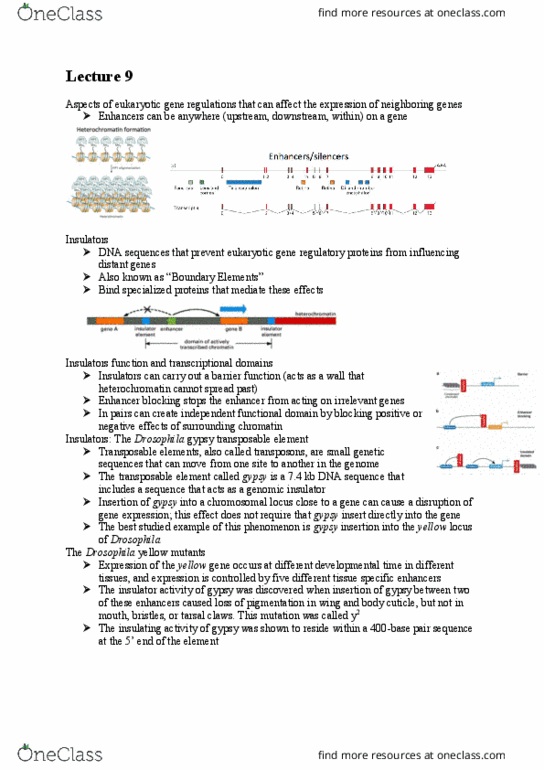 BIOL 300 Lecture Notes - Lecture 9: Transposable Element, Heterochromatin, Chromatin thumbnail