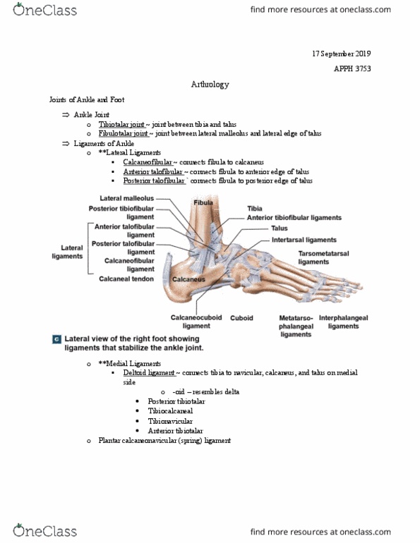 APPH 3753 Lecture Notes - Lecture 7: Deltoid Ligament, Calcaneus, Navicular Bone thumbnail