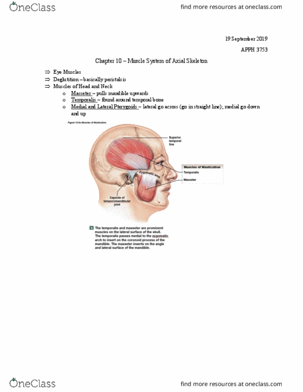 APPH 3753 Lecture Notes - Lecture 8: Masseter Muscle, Temporal Bone, Temporal Muscle thumbnail