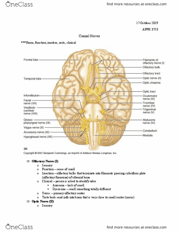 APPH 3753 Lecture Notes - Lecture 11: Optic Nerve, Cranial Nerves, Cribriform Plate thumbnail