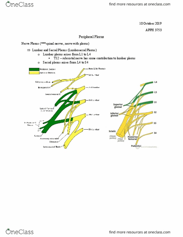 APPH 3753 Lecture Notes - Lecture 10: Sacral Plexus, Lumbar Plexus, Subcostal Nerve thumbnail