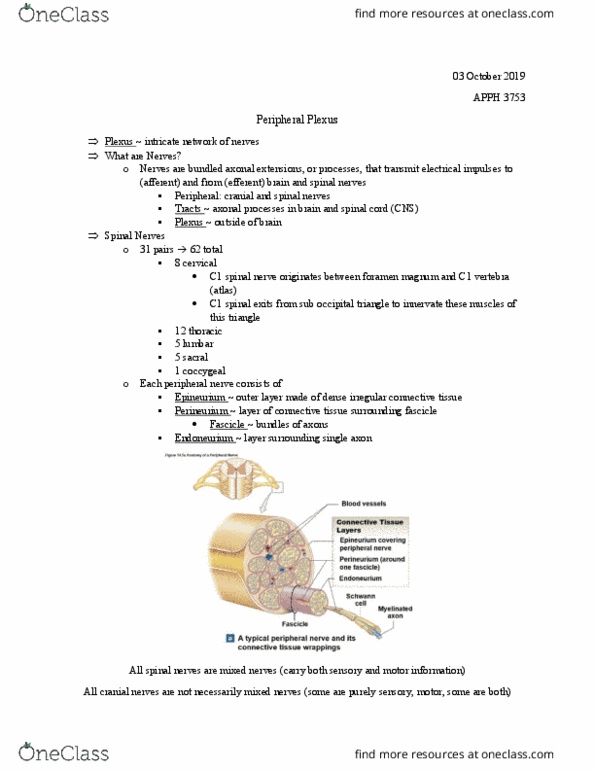 APPH 3753 Lecture Notes - Lecture 9: Dense Irregular Connective Tissue, Sacral Plexus, Lumbar Plexus thumbnail