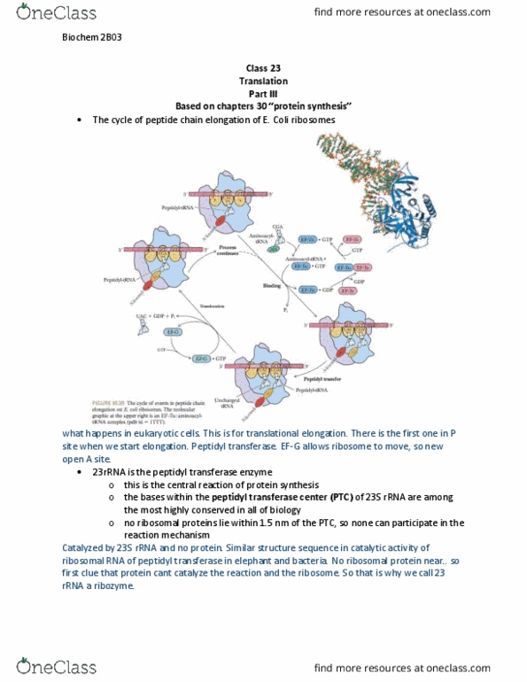 BIOCHEM 2B03 Lecture Notes - Lecture 23: Peptidyl Transferase, Transferase, 23S Ribosomal Rna thumbnail