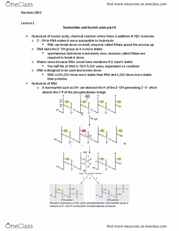 BIOCHEM 2B03 Lecture Notes - Lecture 3: Ribonuclease, Deoxyribonuclease, Nucleophile thumbnail