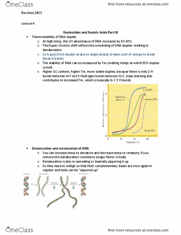 BIOCHEM 2B03 Lecture Notes - Lecture 4: Gc-Content, Thermostability, Cell Nucleus thumbnail