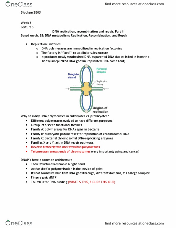 BIOCHEM 2B03 Lecture Notes - Lecture 6: Eukaryotic Dna Replication, Reverse Transcriptase, Telomerase thumbnail