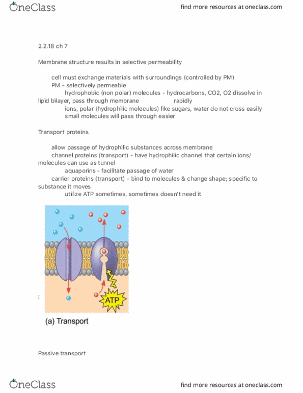 BIOLOGY 108 Lecture Notes - Lecture 8: Lipid Bilayer, Membrane Transport Protein, Passive Transport thumbnail