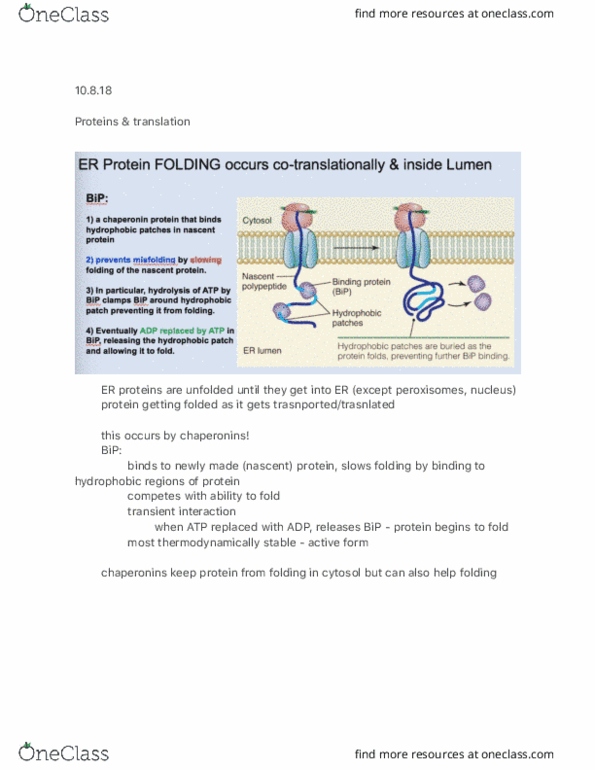 BIOLOGY 202 Lecture Notes - Lecture 18: Binding Immunoglobulin Protein, Peroxisome, Cytosol thumbnail