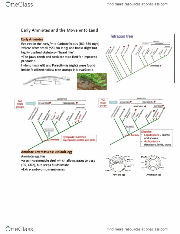 ZOO 2090 Lecture Notes - Lecture 16: Paleothyris, Hylonomus, Amniote thumbnail