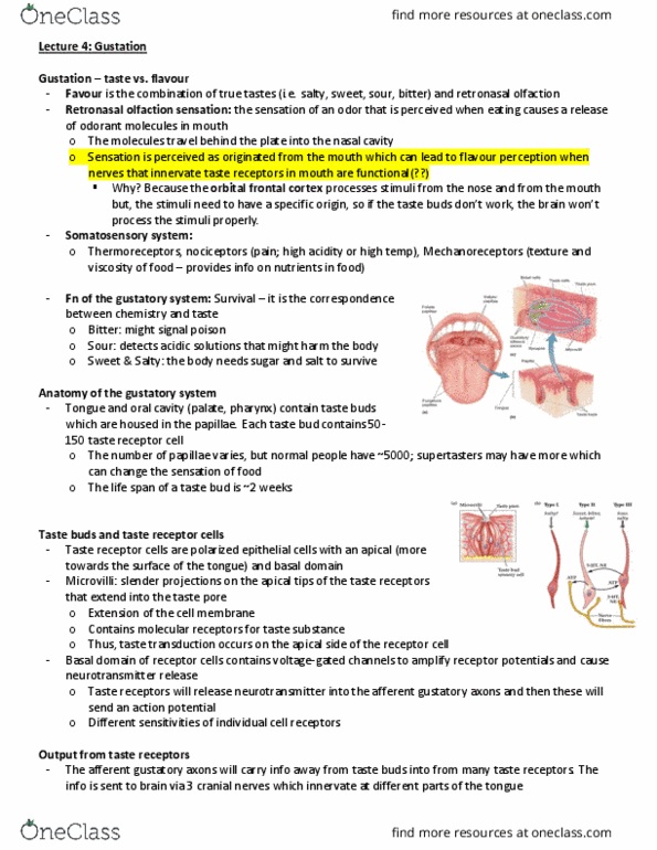 NEUR 3206 Lecture Notes - Lecture 4: Taste Bud, Taste, Taste Receptor thumbnail