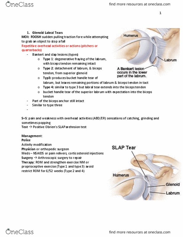 KIN 3160 Lecture Notes - Lecture 18: Arthroscopy, Orthopedic Surgery, Biceps thumbnail
