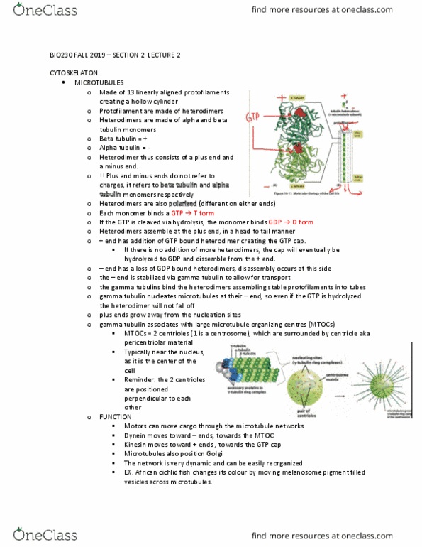 BIO230H1 Lecture Notes - Lecture 15: Pericentriolar Material, Tubulin, Centriole cover image