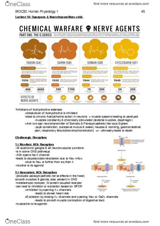 BIOC32H3 Lecture Notes - Lecture 13: Muscarinic Acetylcholine Receptor, Metabotropic Receptor, Parasympathetic Nervous System thumbnail