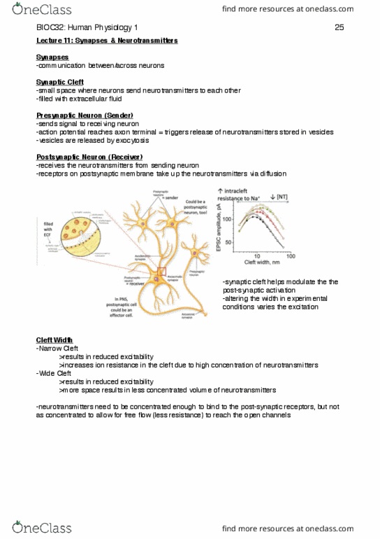 BIOC32H3 Lecture Notes - Lecture 11: Chemical Synapse, Axon Terminal, Exocytosis thumbnail