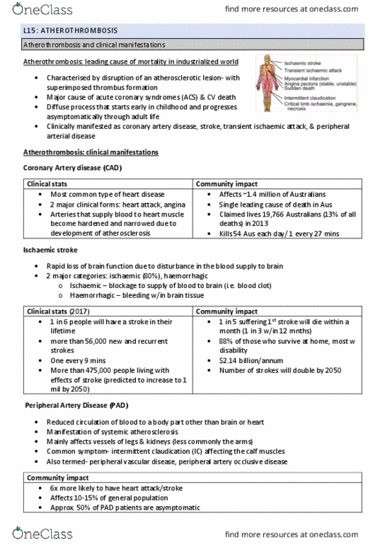 PHSI3012 Lecture Notes - Lecture 15: Transient Ischemic Attack, Peripheral Artery Disease, Intermittent Claudication thumbnail