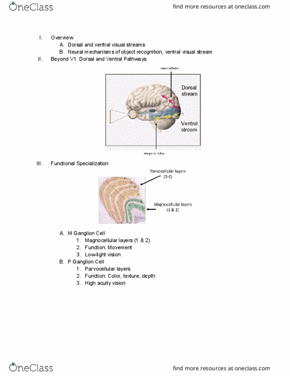 PSYC 102 Lecture Notes - Lecture 6: Ganglion, Office Chair, Temporal Lobe thumbnail