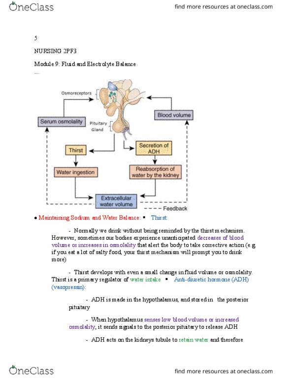 NURSING 2PF3 Chapter Notes - Chapter 4: Posterior Pituitary, Nephron, Electrolyte thumbnail