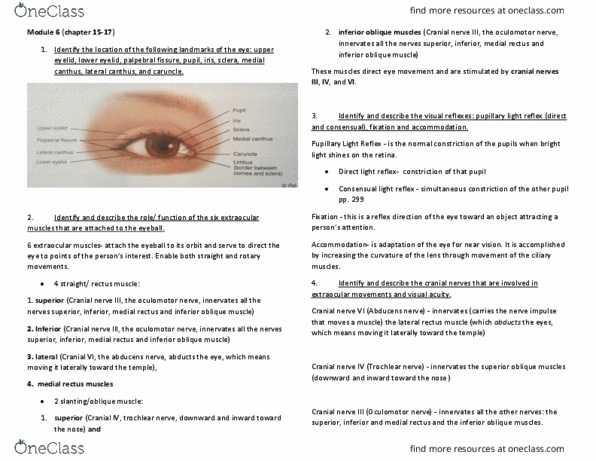 NUR 816 Lecture Notes - Lecture 6: Inferior Oblique Muscle, Pupillary Light Reflex, Lateral Rectus Muscle thumbnail