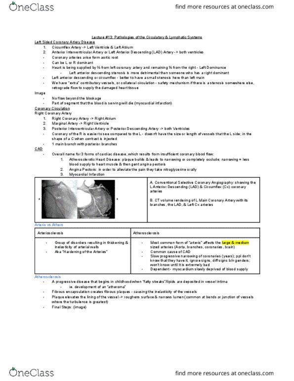 MEDRADSC 3J03 Lecture Notes - Lecture 13: Coronary Artery Disease, Angina Pectoris, Coronary Circulation thumbnail