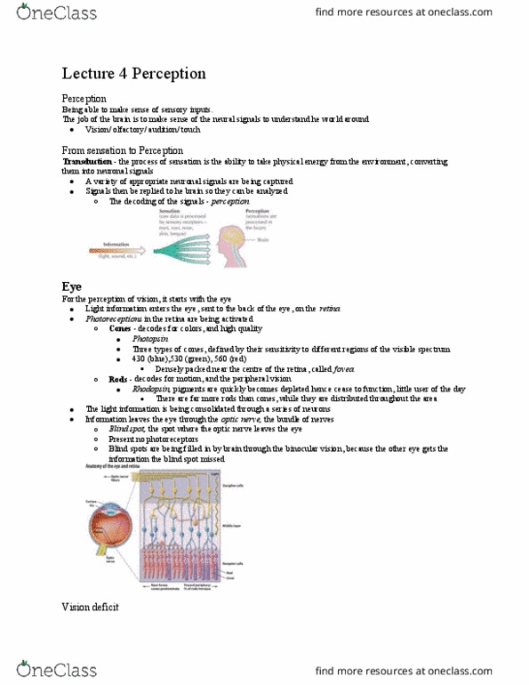 PSYB55H3 Lecture Notes - Lecture 4: Photopsin, Peripheral Vision, Color Vision thumbnail