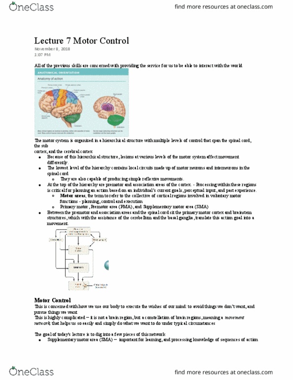 PSYB55H3 Lecture Notes - Lecture 7: Supplementary Motor Area, Basal Ganglia, Cerebral Cortex thumbnail