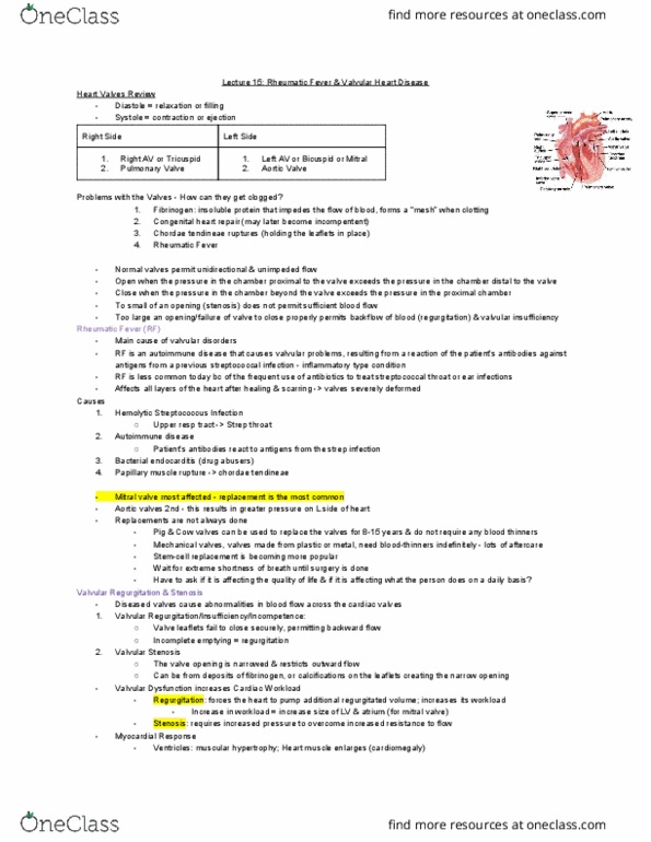 MEDRADSC 3J03 Lecture Notes - Lecture 15: Rheumatic Fever, Chordae Tendineae, Aortic Stenosis thumbnail