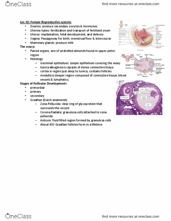 HAHP 2000 Lecture Notes - Ovarian Follicle, Zona Pellucida, Granulosa Cell thumbnail