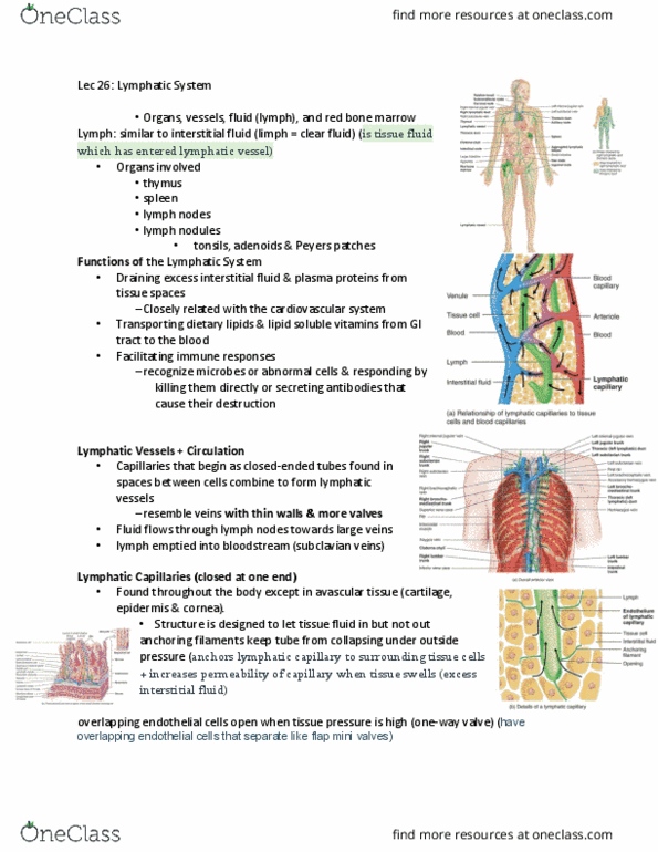 ANAT 1010 Lecture Notes - Lecture 27: Subclavian Vein, Lymphatic System, Extracellular Fluid thumbnail