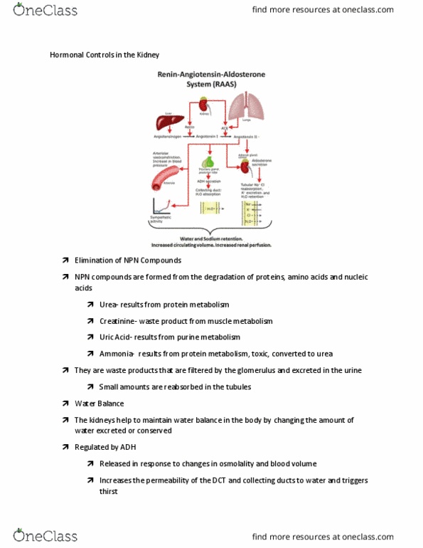 MEDT 301 Lecture Notes - Lecture 4: Uric Acid, Collecting Duct System, Creatinine thumbnail