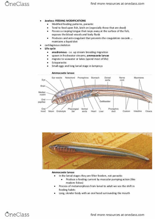 BIOL2204 Lecture Notes - Lecture 14: Coagulation, Filter Feeder, Fish Migration thumbnail
