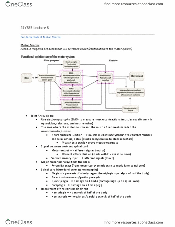 PSYB55H3 Lecture Notes - Lecture 8: Myasthenia Gravis, Spinal Cord Injury, Neuromuscular Junction thumbnail